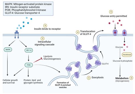 Mechanism Of Action Of Insulin - My Endo Consult