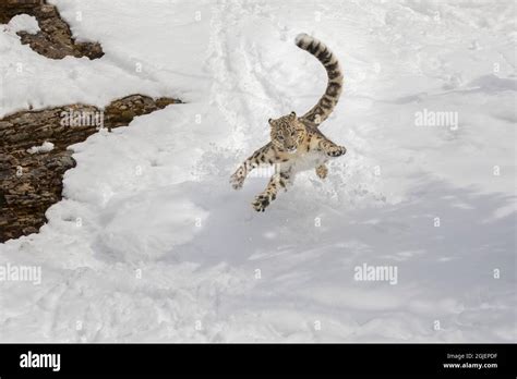 Snow leopard leaping after prey, Montana Stock Photo - Alamy