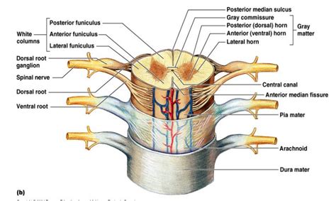 anatomy of spinal cord (10) Diagram | Quizlet