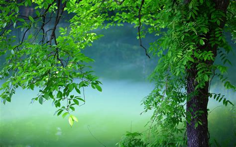 640x480 Resolution tree, leaves, summer 640x480 Resolution Wallpaper ...