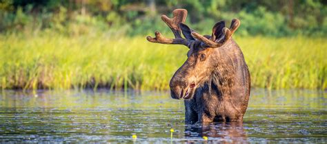 Canada’s 10 most iconic animals - WWF.CA