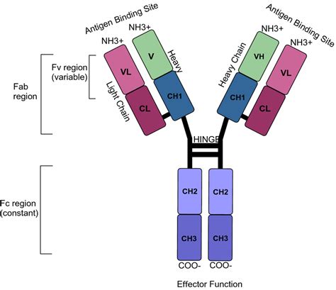 Schematic structure of a human IgG1 antibody. IgG consists of two heavy ...