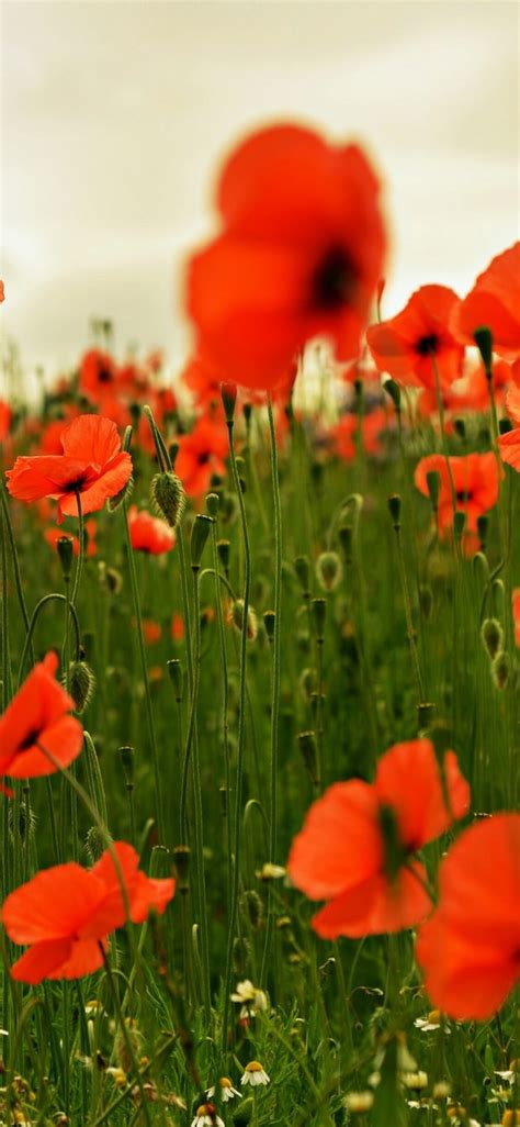 Poppy Flower Wallpapers (76+ images inside)