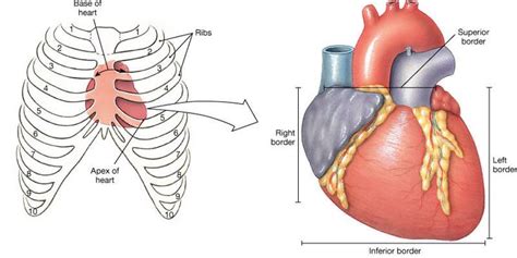 base and apex of heart - Google Search | Coração | Pinterest | Heart ...