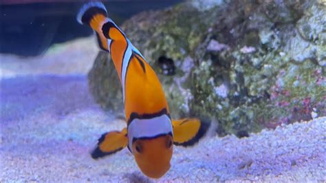 Relaxing clownfish aquarium - YouTube