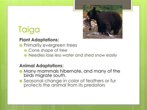 PPT - Biome Adaptations & Niches PowerPoint Presentation - ID:2655272