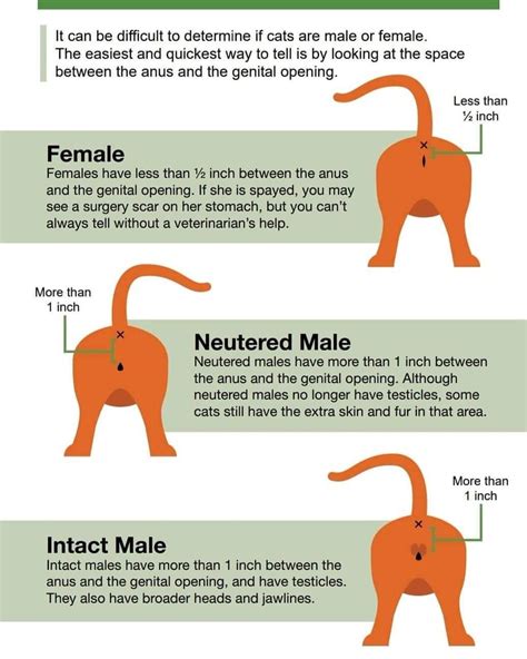 How To Know Cat Gender By Color at Bradley Martin blog