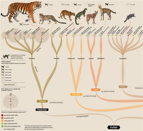 Felidae: cat family tree/ La Lettura :: Behance