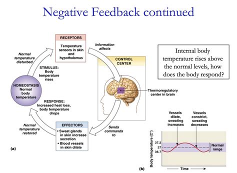 Homeostasis and Negative Feedback (lecture slide) | School study tips ...