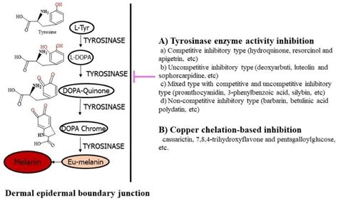 Tyrosine To Melanin Pathway