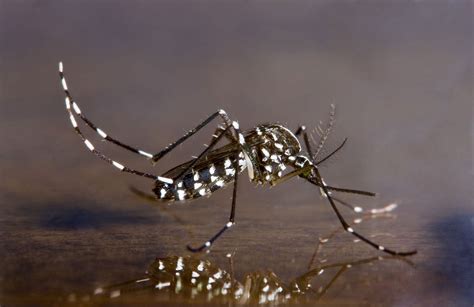 Asian Tiger Mosquito | Center for Invasive Species Research