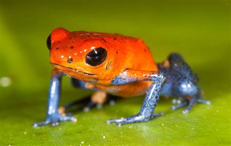 Strawberry Poison Dart Frog Facts and Pictures