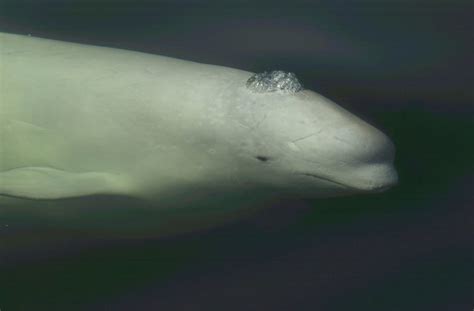 Ten fun facts about beluga whales - Whale & Dolphin Conservation USA