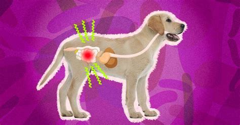 Colitis In Dogs: Causes, Symptoms And Treatment - DodoWell - The Dodo