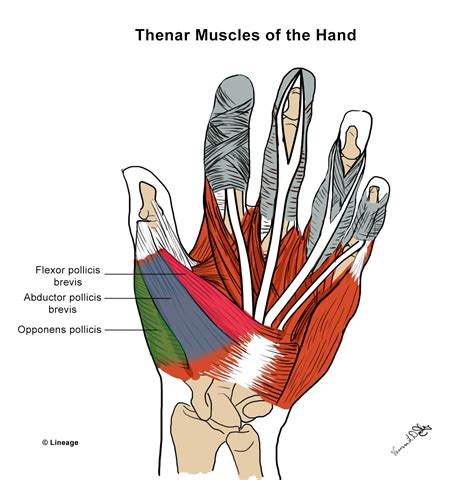 Intrinsic Hand Muscles - MSK - Medbullets Step 1