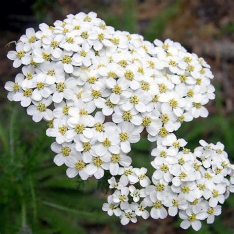 100 White Yarrow Achillea Millefolium Flower Seeds - Welldales