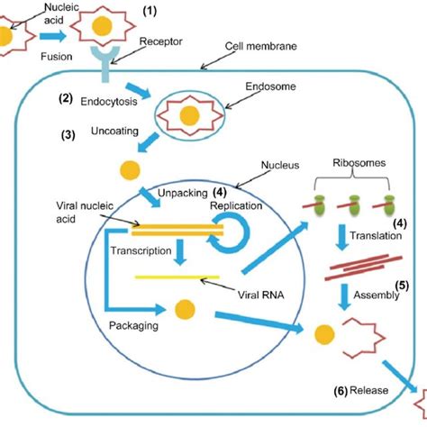 Mechanism of action of antisense oligonucleotides (ASOs). ASOs act by ...