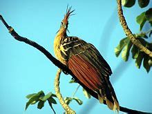 Hoatzin - Wikipedia