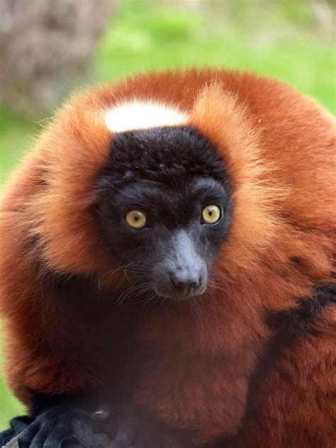 Red ruffed lemur | Lemur, Primates, Red