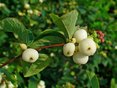 snowberry - Green Seattle Partnership