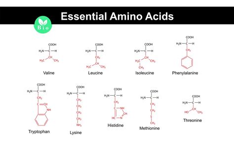 Essential Amino Acids: Functions, Requirements, Food Sources