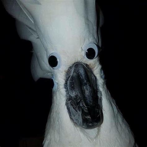 Funny Cockatoo face by Cursedbirds (Those googly eyes!) | Funny bird ...