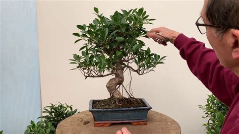 Ficus Bonsai Care and Pruning - YouTube | Bonsai care, Bonsai tree ...