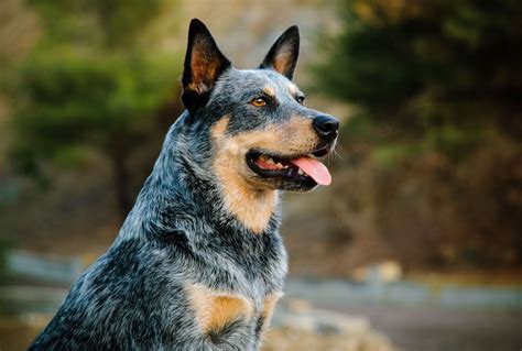 Are Red Heelers Small Breed Dogs