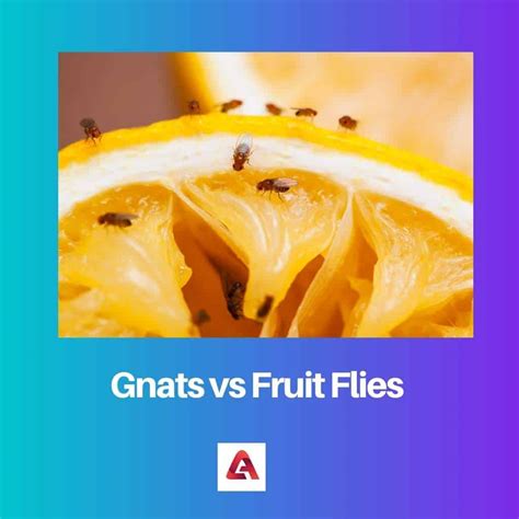 Gnats vs Fruit Flies: Difference and Comparison