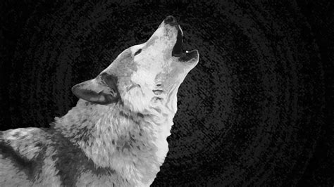 Black and White Wolf Wallpapers - Top Free Black and White Wolf ...