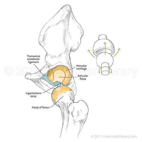 [Get 21+] Body Diagram Ball And Socket Joint Drawing