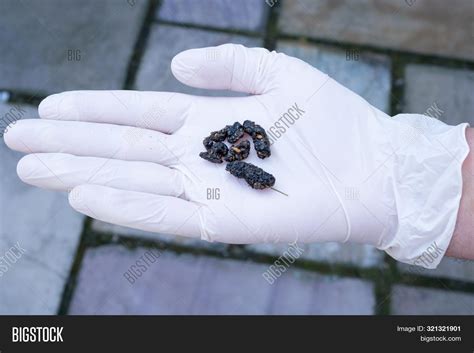 Hedgehog Droppings Identification