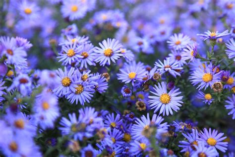 Asters Varieties And Hybrids - Pick Your Favorites