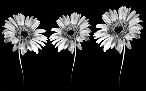 Black and white flowers wallpapers HD | PixelsTalk.Net