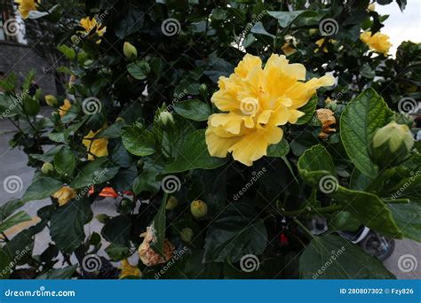 Camellia, Theaceae Camellia Evergreen Shrubs or Small Trees Stock Photo ...