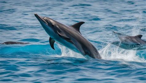 Unlocking Secrets: Dolphins Communication and Language Explained