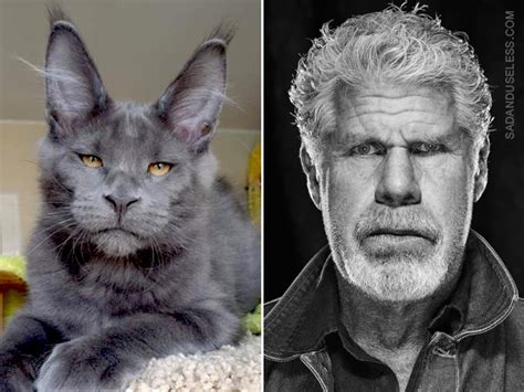 Pets That Look Like Ron Perlman