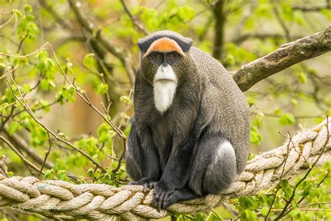 De Brazza's or Debrazza Monkey Description - Primates Park