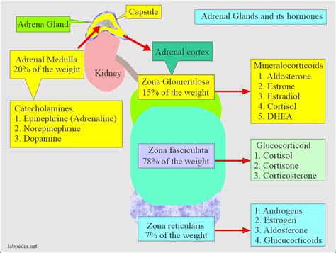 Adrenal Gland Hormones Interpretation, (Cortisol and Aldosterone ...