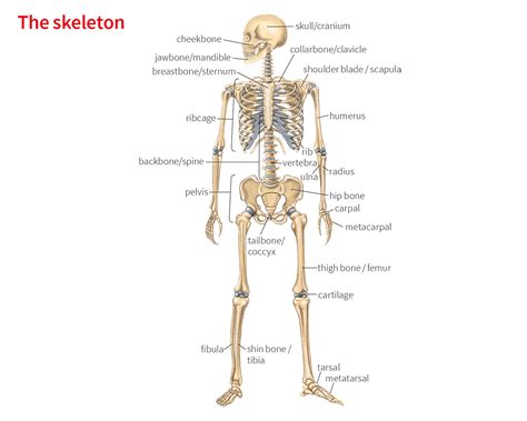 spine noun - Definition, pictures, pronunciation and usage notes ...