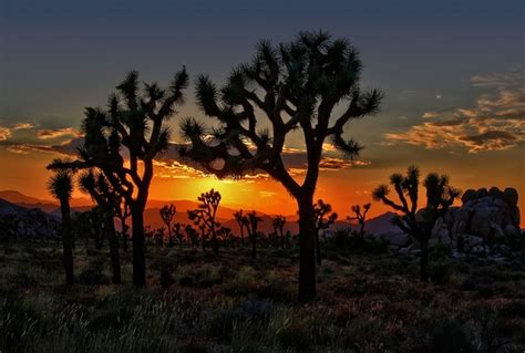 Sunset at Joshua Tree National Park - Photorator