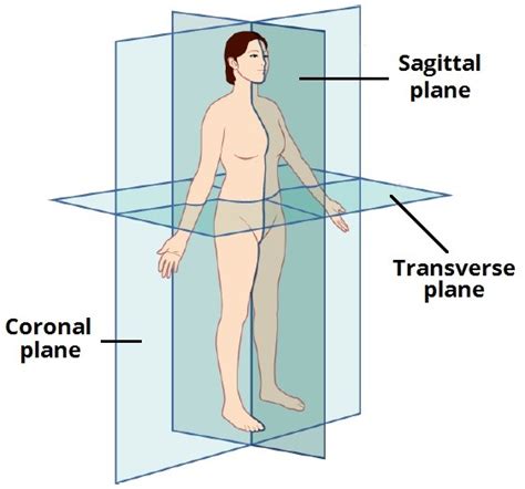 Planes of The Body Diagram | Quizlet