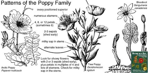 Papaveraceae: Poppy Family. Identify plants and flowers.