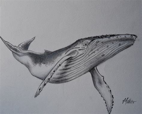 Humpback Whale Original Pencil Drawing - Etsy