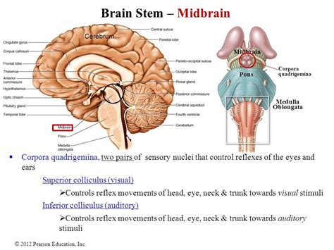 Brain Stem - Midbrain | Pharmacology nursing, Nursing school tips ...