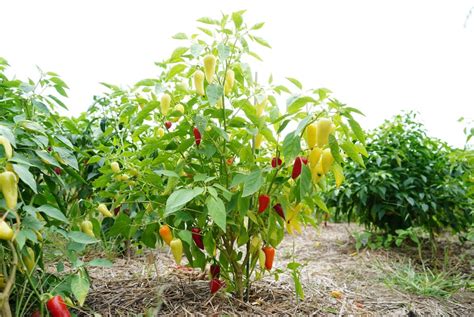 How Tall Do Pepper Plants Grow? (It's Bigger Than You Think)