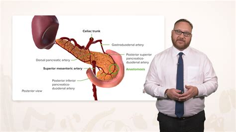 Anatomy of the Pancreas and Spleen – Online Course | Lecturio