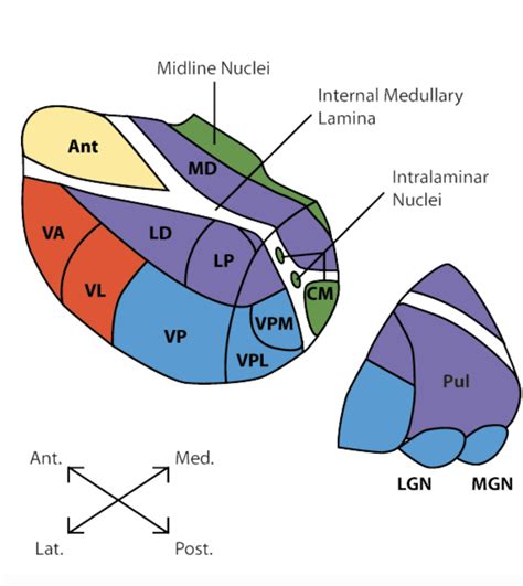 THALAMIC NUCLEI Diagram | Quizlet