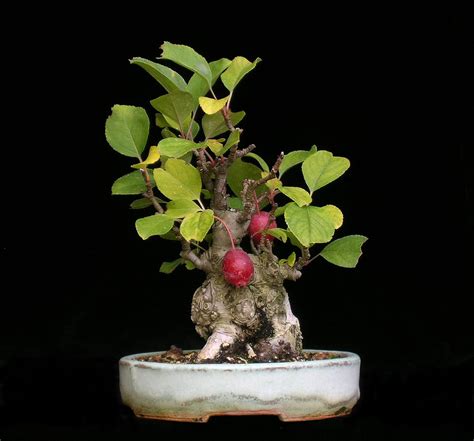 Apple Bonsai Tree Care Guide (Clusia rosea) | Bonsai Tree Gardener