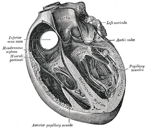 Interventricular septum - Wikipedia